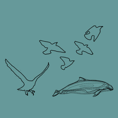 Starlings, Peregrine Falcon, Harbour Porpoise
